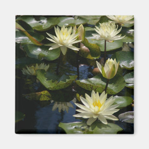 Yellow Lotus Waterlilies Magnet