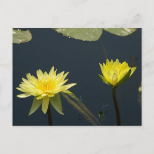Yellow Lotus Waterlilies Postcard