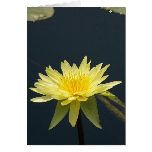 Yellow Lotus Waterlily Card (Front)