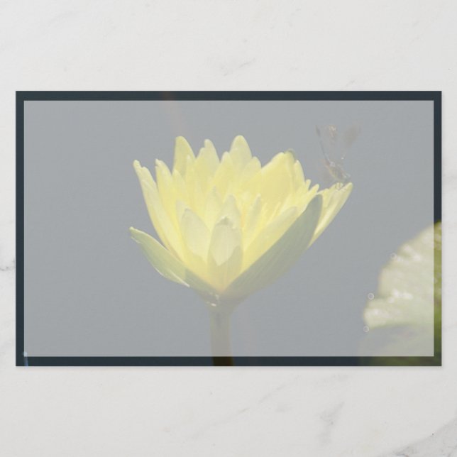 Yellow Lotus Waterlily Flower (Front)