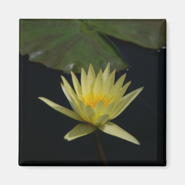 Yellow Lotus Waterlily magnet (Front)