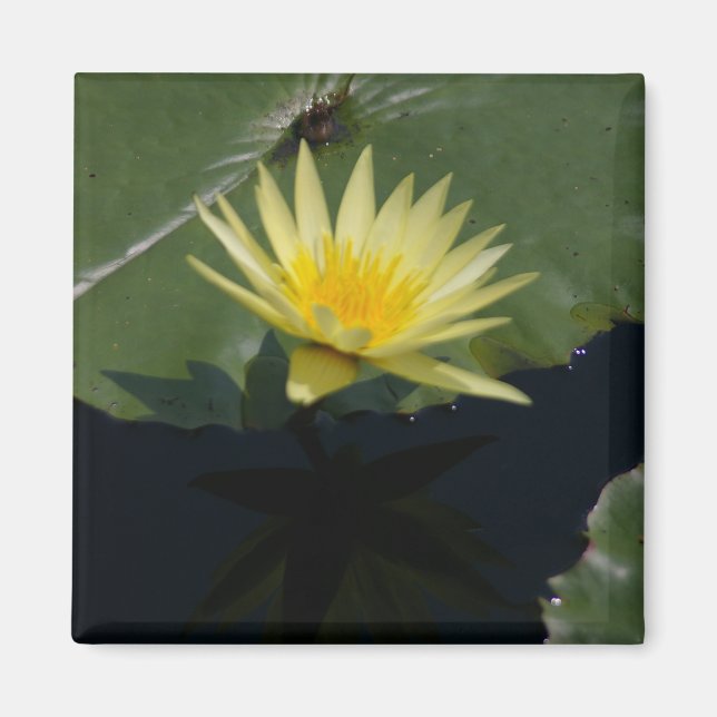 Yellow Lotus Waterlily magnet (Front)