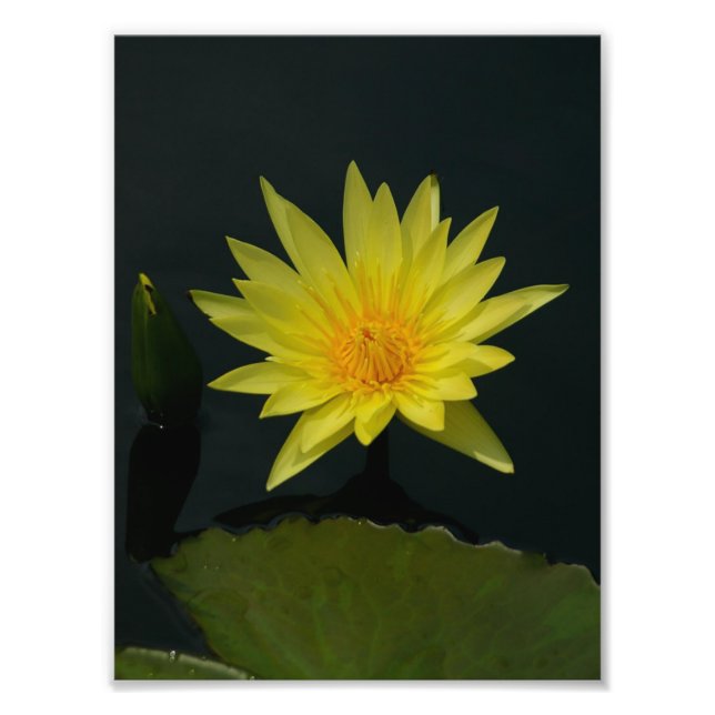 Yellow Lotus Waterlily Photo Print (Front)