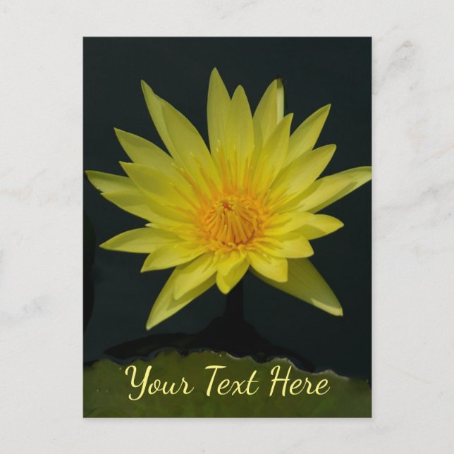 Yellow Lotus Waterlily Postcard (Front)