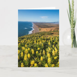 Yellow Lupine Above Point Reyes Beach At Point Card