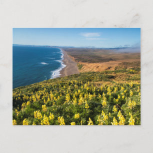 Yellow Lupine Above Point Reyes Beach At Point Postcard