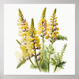 Yellow Lupine Flower Art Print Poster