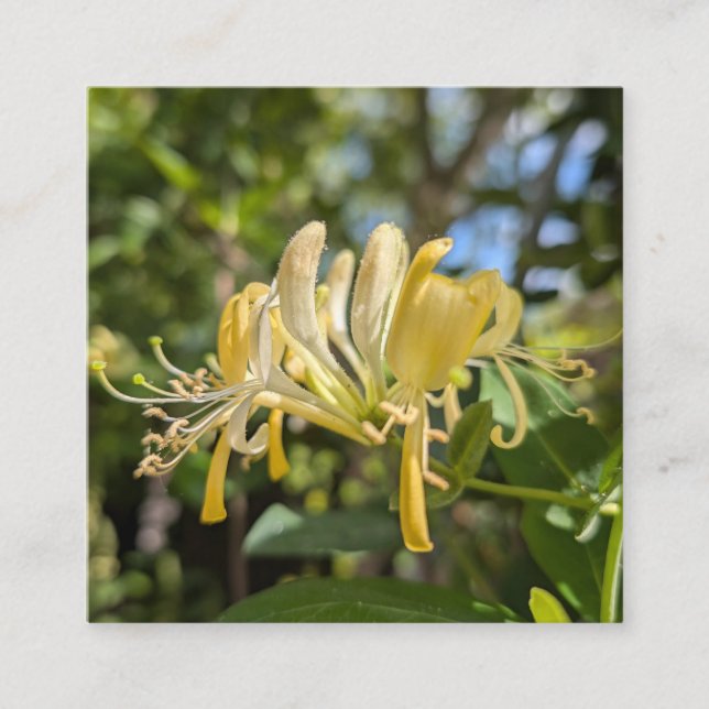 Yellow Macro Honeysuckle Square Business Card (Front)