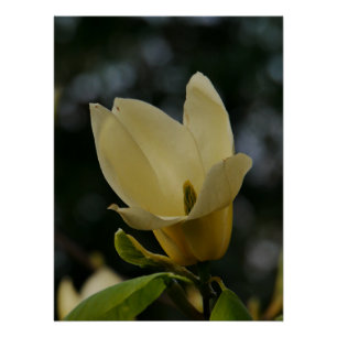 Yellow Magnolia Poster