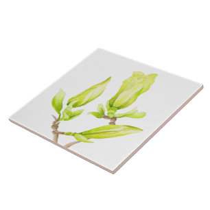 Yellow Magnolias on a Ceramic Tile (2W)