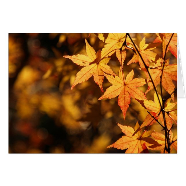 Yellow Maple (Front Horizontal)