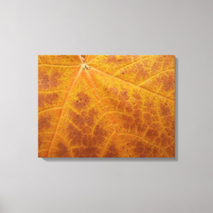 Yellow Maple Leaf Autumn Abstract Nature Canvas Print