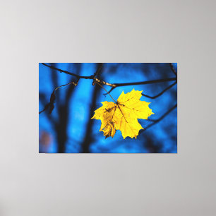 Yellow Maple Leaf On Blue Canvas Print