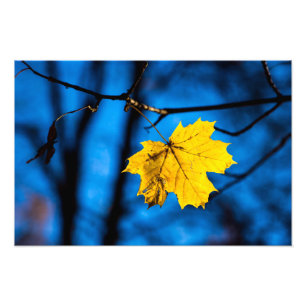 Yellow Maple Leaf On Blue Photo Print