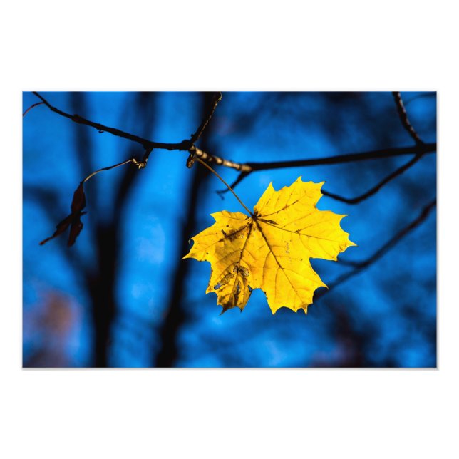Yellow Maple Leaf On Blue Photo Print (Front)
