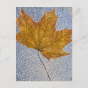 Yellow Maple Leaf Under Water Postcard