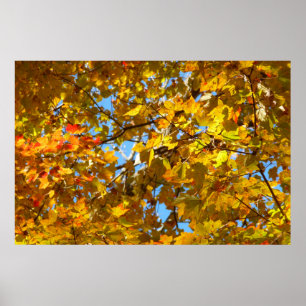 Yellow Maple Leaves and Blue Sky Poster