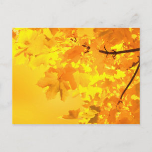 Yellow Maple Postcard