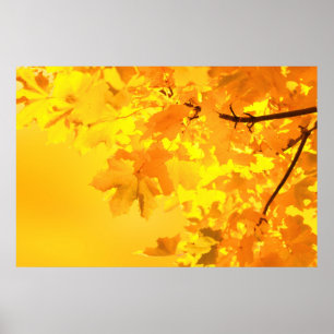 Yellow Maple Poster