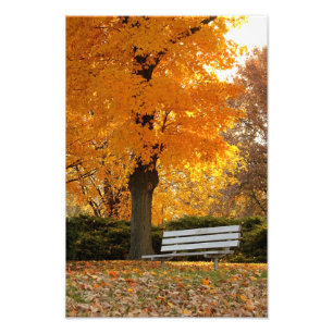 Yellow Maple Tree Autumn Photo Print