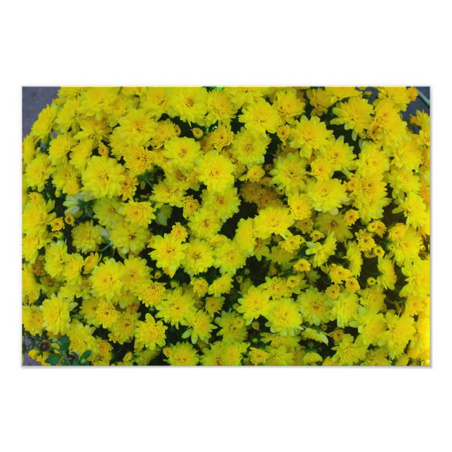 Yellow Margarita Daisy Flower Photo Print (Front)