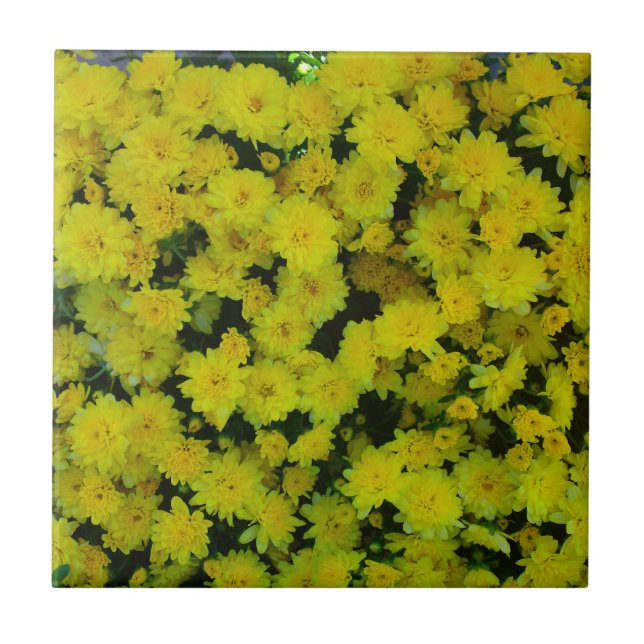 Yellow Margarita Daisy Tile (Front)