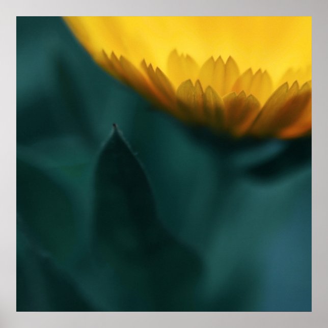 Yellow Mariglod Flower Macro Abstract Poster (Front)