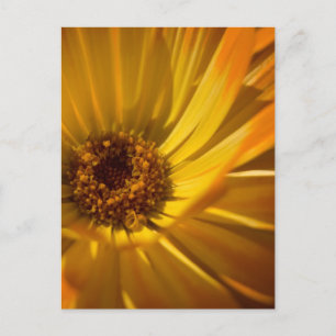 Yellow Marigold Gelbe Ringelblume Postcard
