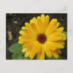 Yellow Marigold Macro Postcard