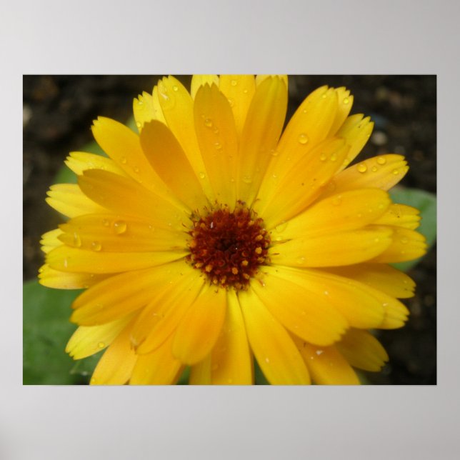 Yellow Marigold Macro Print (Front)
