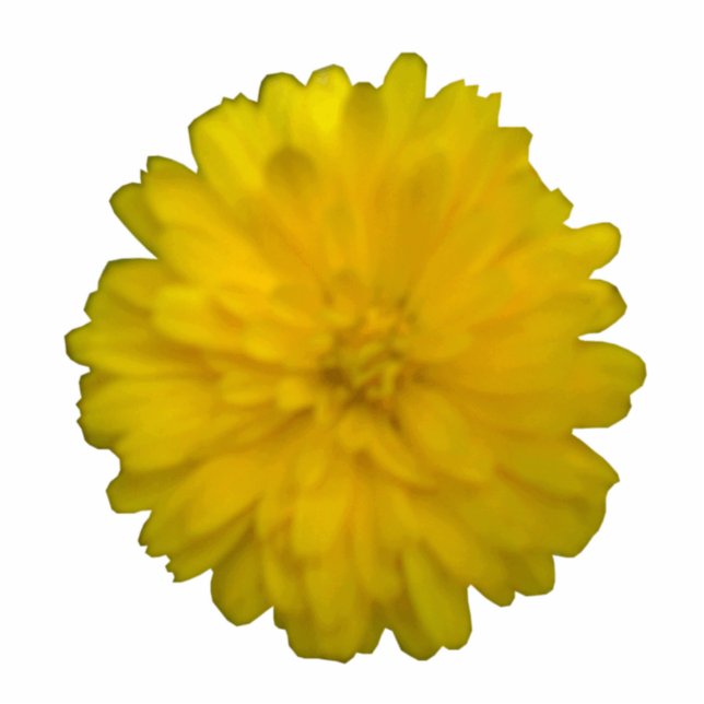 Yellow Marigold Photo Sculpture (Front)
