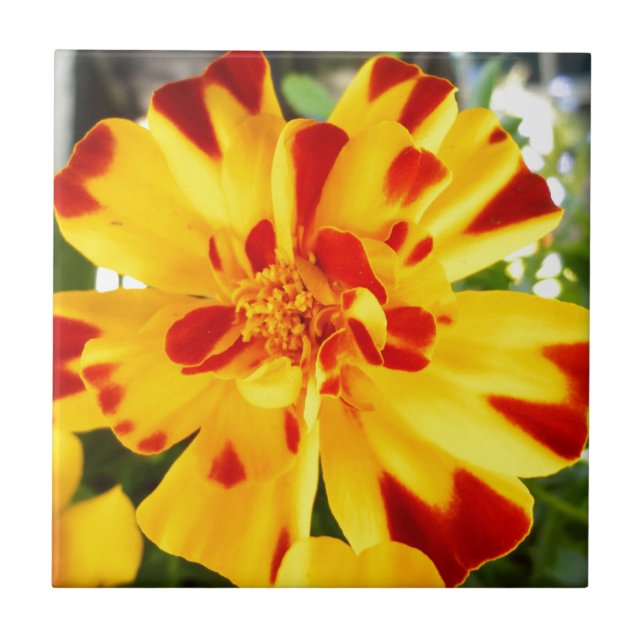 Yellow Marigold With Red Flecks Summer Flower Love Tile (Front)