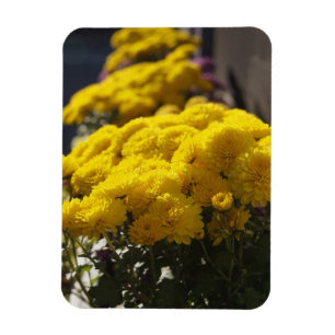 Yellow marigolds bask in sunlight magnet