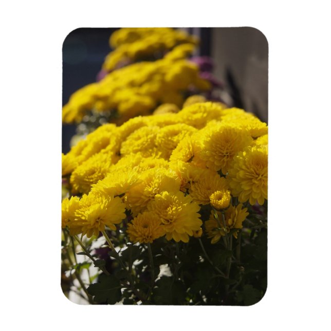 Yellow marigolds bask in sunlight magnet (Vertical)