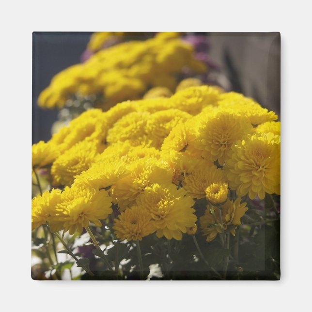 Yellow marigolds bask in sunlight magnet (Front)