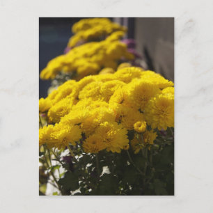 Yellow marigolds bask in sunlight postcard