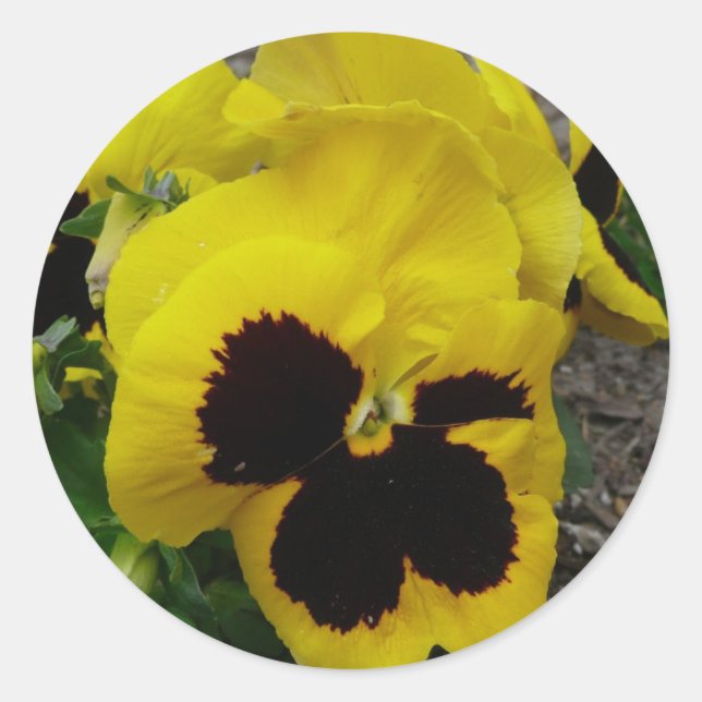 Yellow Mixed Pansy Classic Round Sticker (Front)