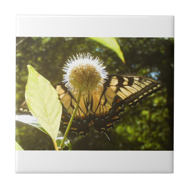 Yellow Monarch Ceramic Tile (Front)