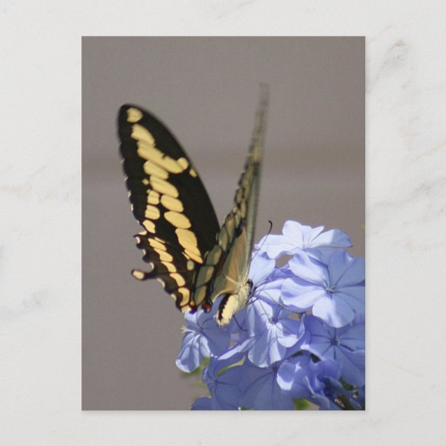 Yellow Monarch Photo Postcard (Front)