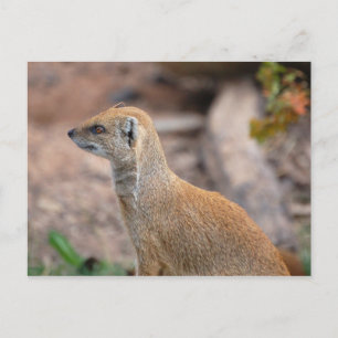Yellow Mongoose Postcard