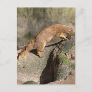 Yellow Mongoose Postcard