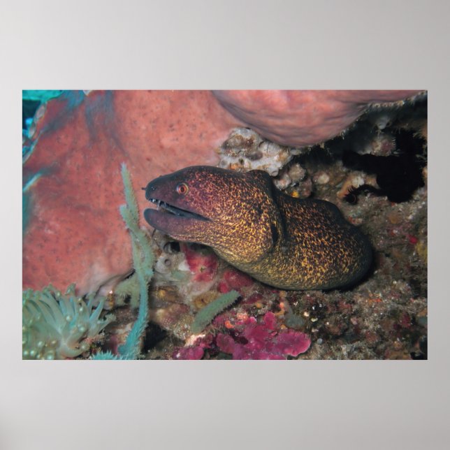 Yellow Moray Poster (Front)