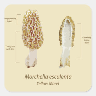 Yellow Morel Morchella esculenta Light Sticker
