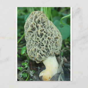Yellow Morel Mushroom Postcard