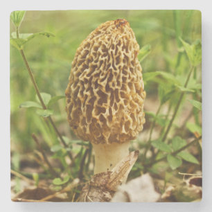 Yellow Morel Mushroom Stone Coaster
