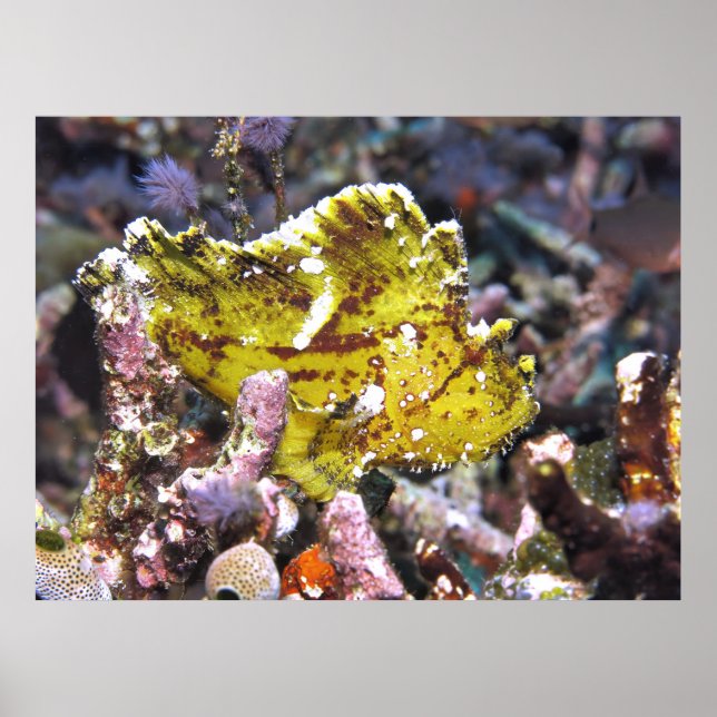 Yellow Morph Leaf Scorpionfish Poster (Front)