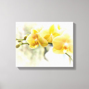 Yellow Moth Orchid in Sunshine Canvas Print