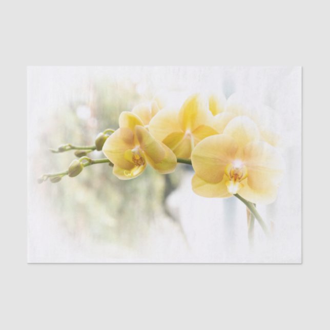 Yellow Moth Orchid in Sunshine Tissue Paper (Front)