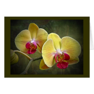 Yellow Moth Orchids - Phalaenopsis