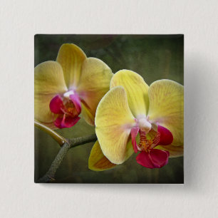 Yellow Moth Orchids - Phalaenopsis 15 Cm Square Badge